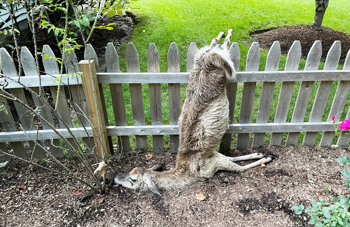 Dead deer Bergen County