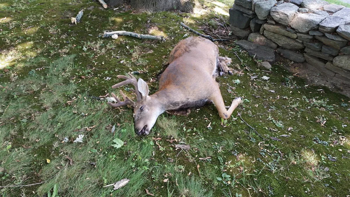 Dead deer removal cost