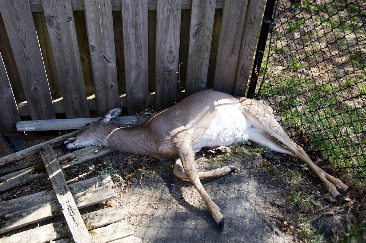 Dead deer Rockland County