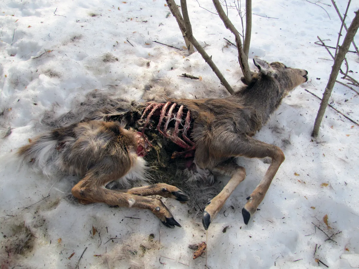 Same day deer removal