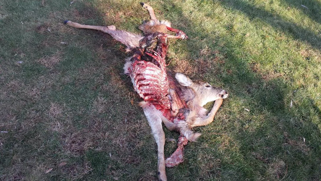 Dead deer Westchester County