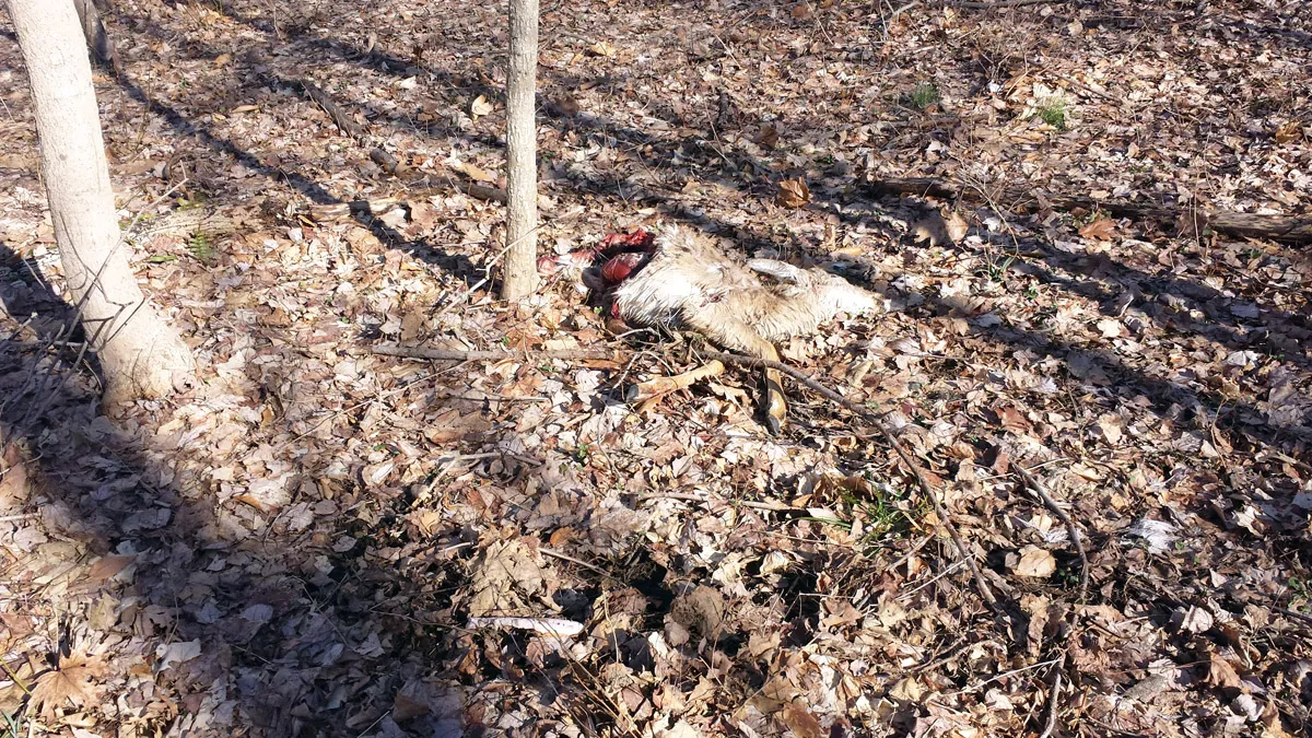 Dead deer wooded area