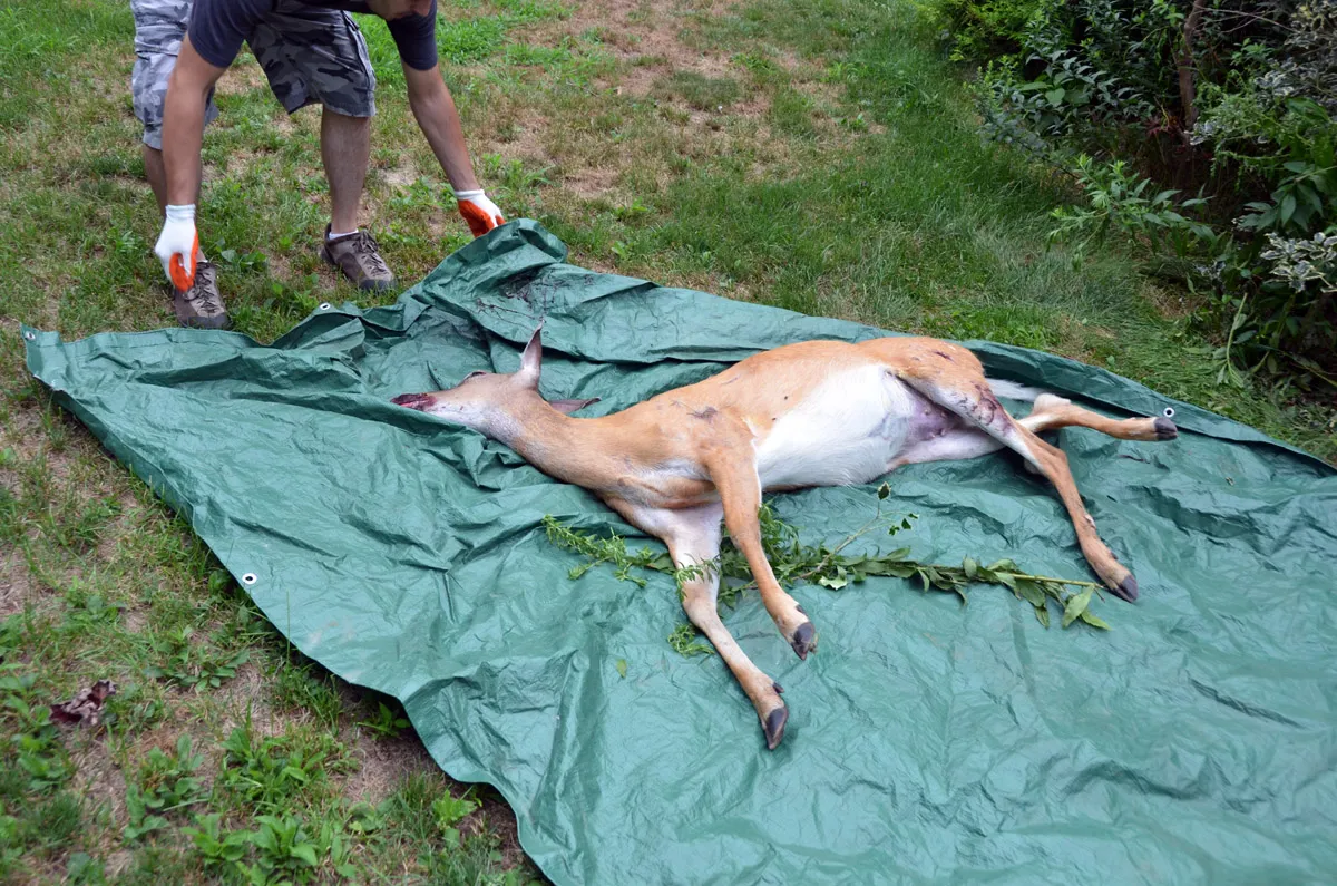Who picks up dead deer