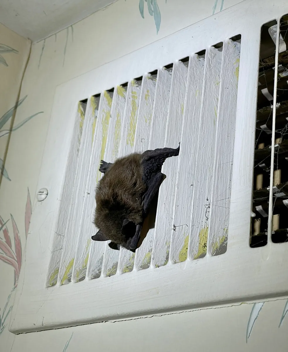 Bat removal and exclusion in Poughkeepsie, Dutchess County