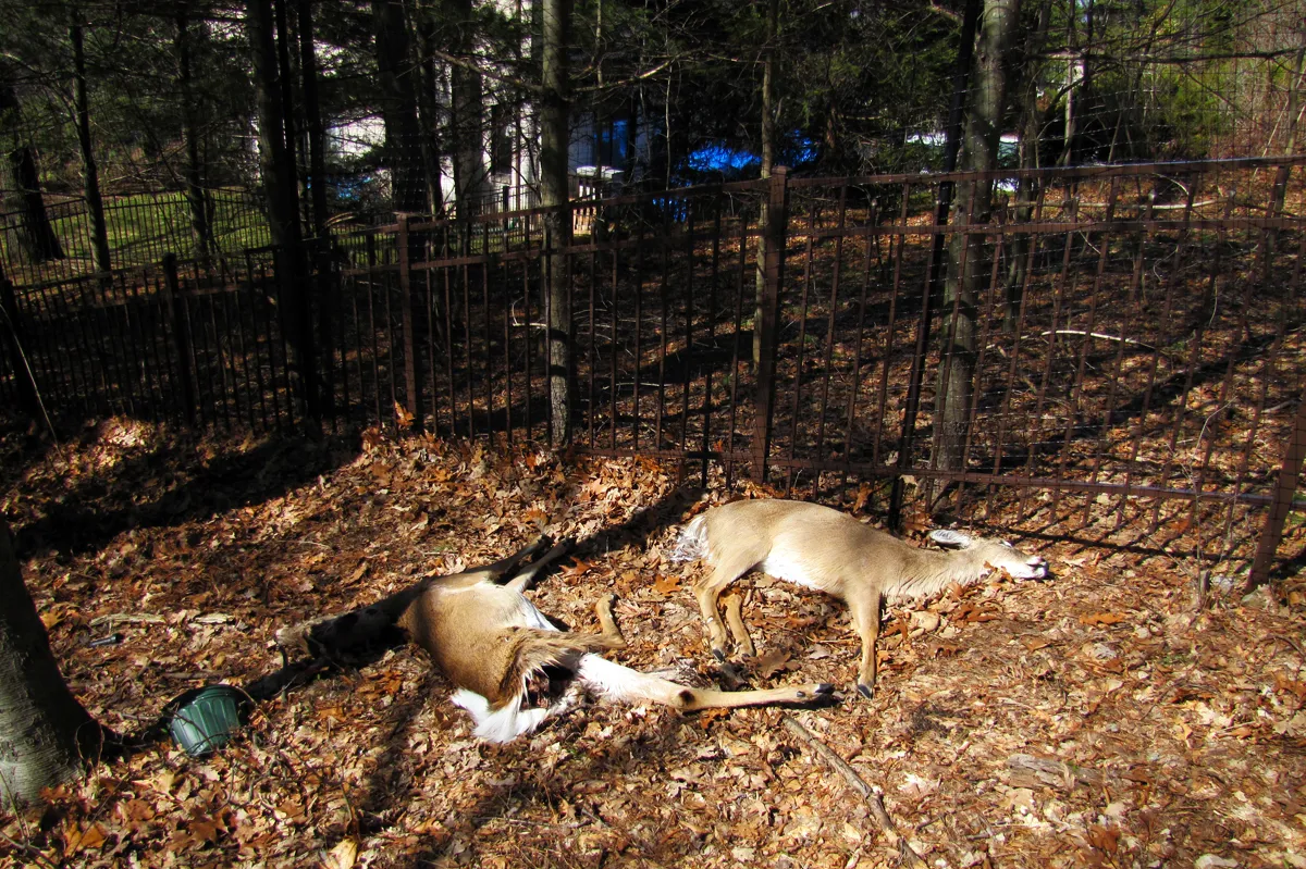 Dead deer removal in Dutchess County