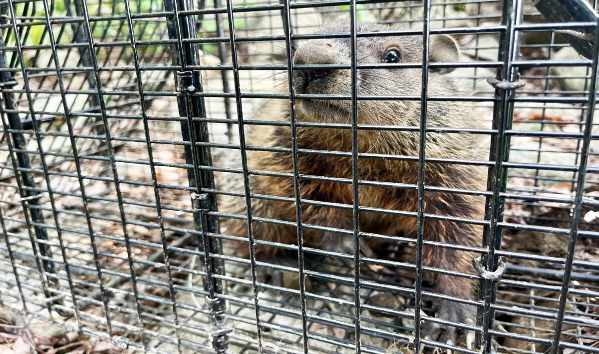 Groundhog trapped and burrow sealed in Red Hook, Dutchess County