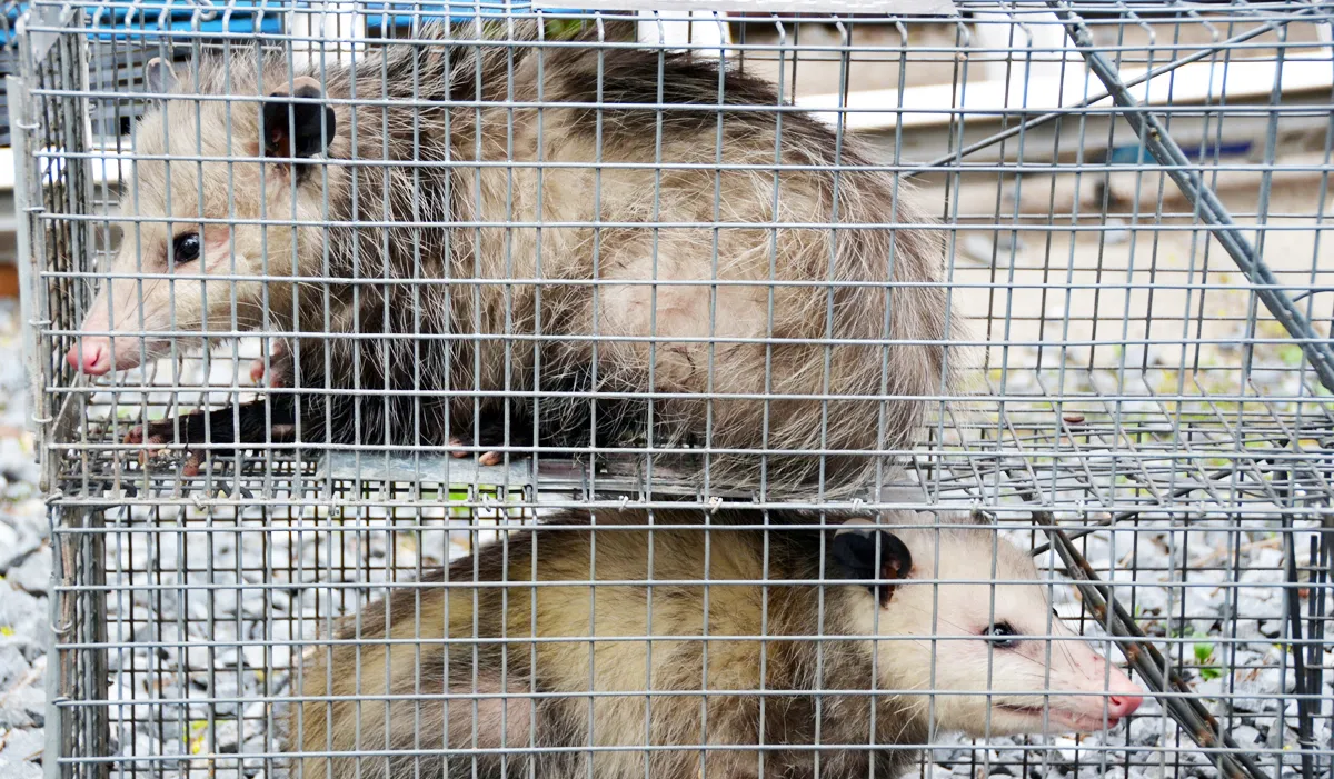 Opossum removed in Hyde Park, Dutchess County