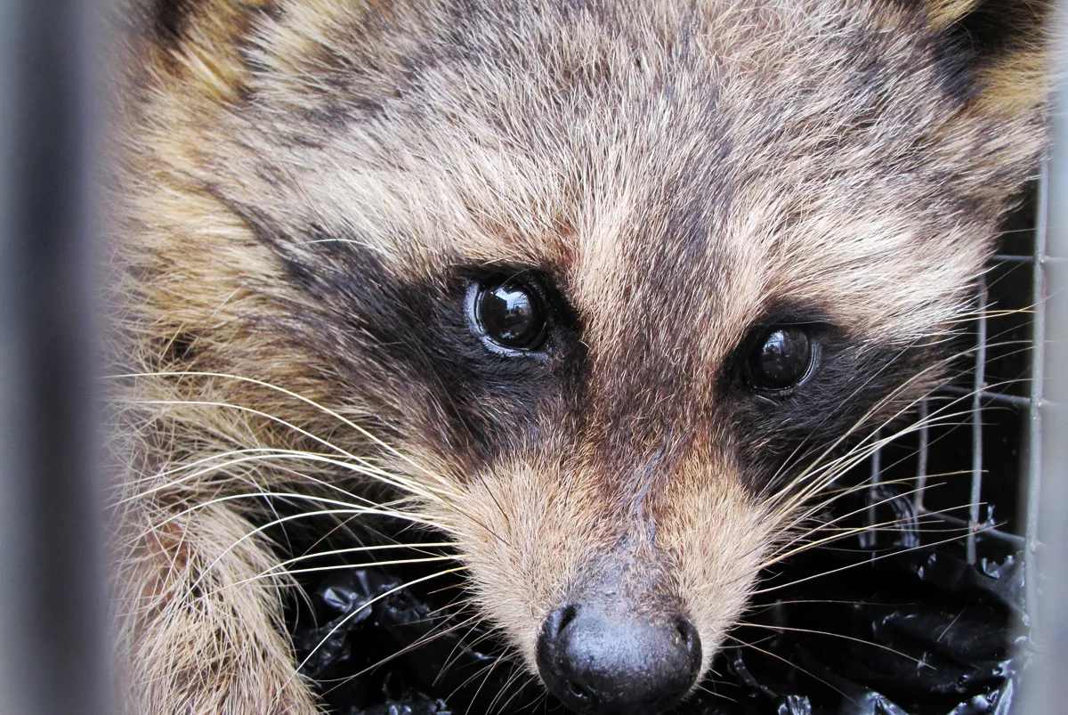 Raccoon removal and entry sealed in Beacon, Dutchess County