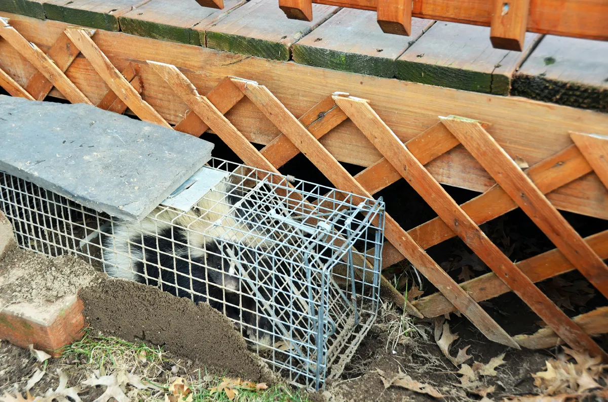 Skunk removal in Dutchess County