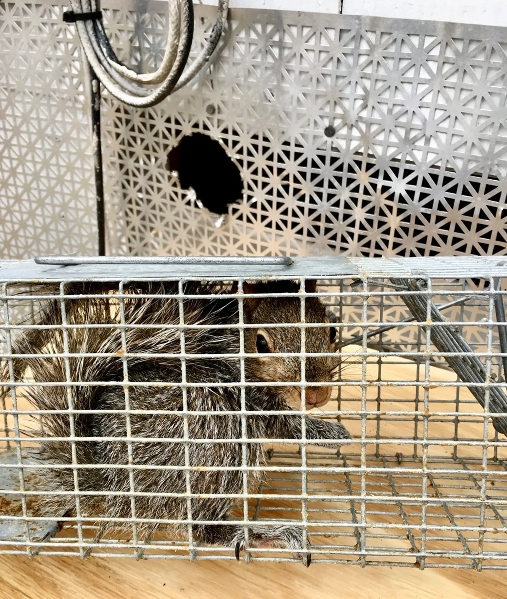 Squirrel removal and damage repaired in Wappingers Falls, Dutchess County