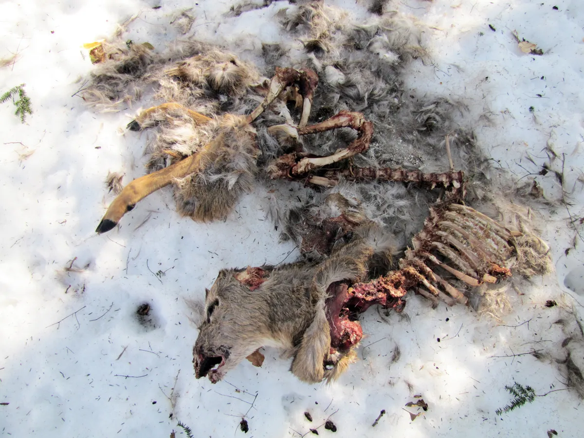 Dead deer removal in Fairfield County