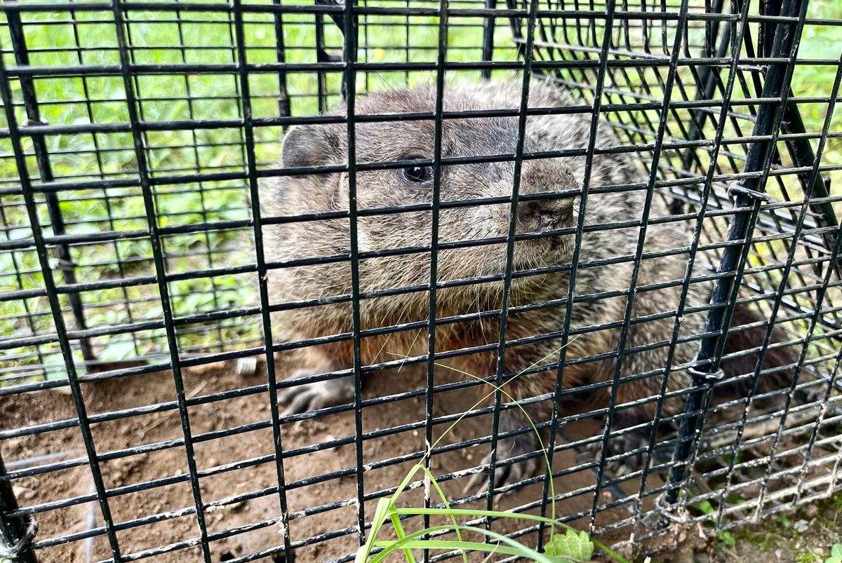 Groundhog Trapped - Burrow sealed in Trumbull, Fairfield County