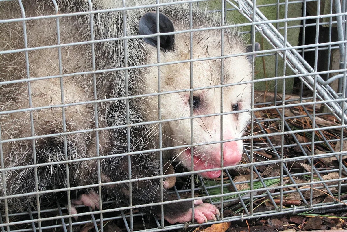 Opossum removed in Fairfield County