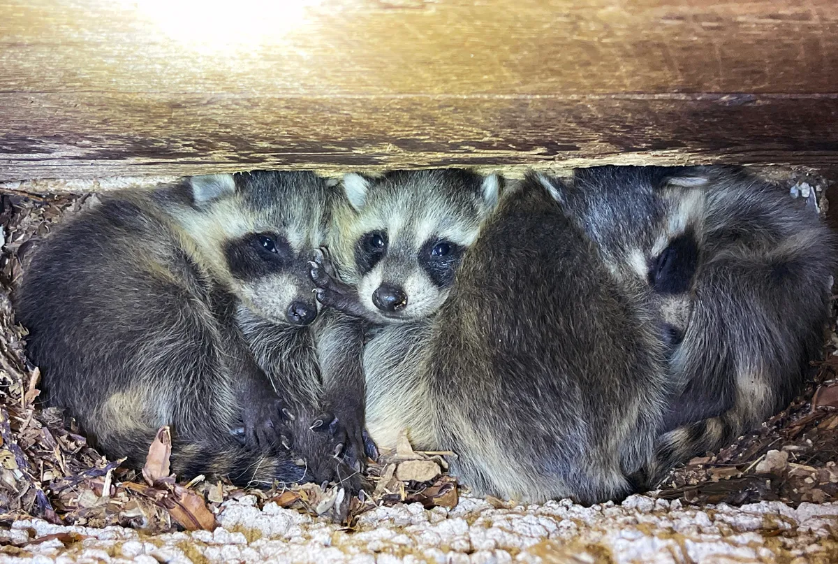 Raccoon entry sealed in Greenwich, Fairfield County