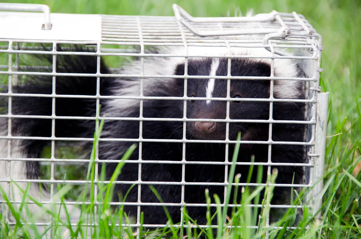 Skunk removal in Fairfield County