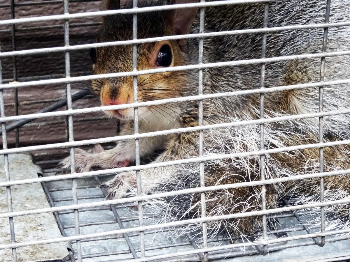 Squirrel damage repaired in Stamford, Fairfield County