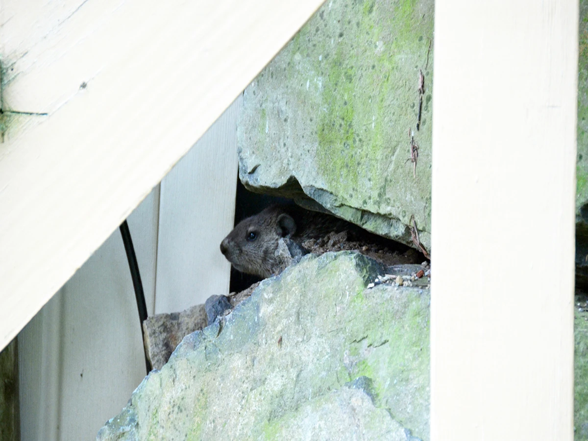 Groundhog digging under house