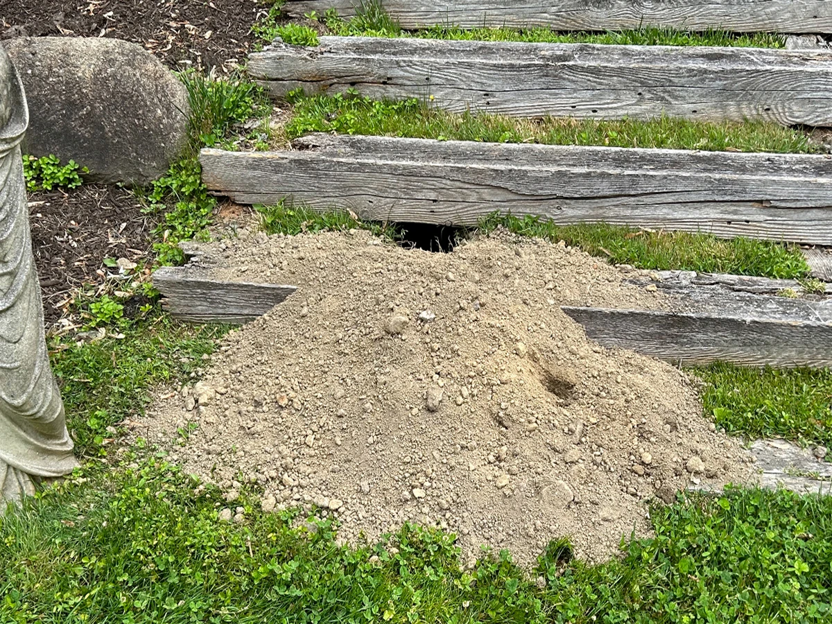 Groundhog yard damage and burrow