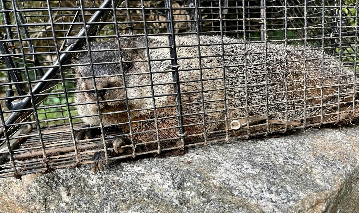 Groundhog control