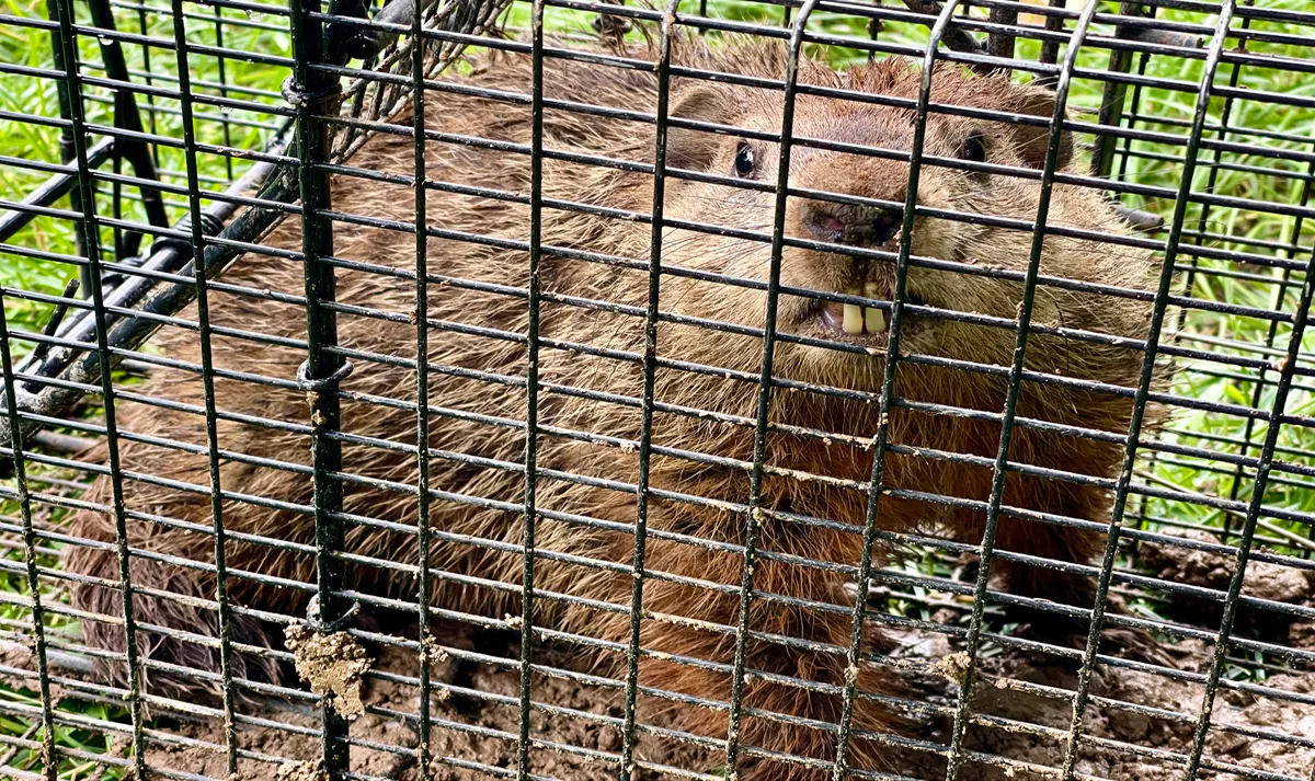Groundhog removal New Jersey