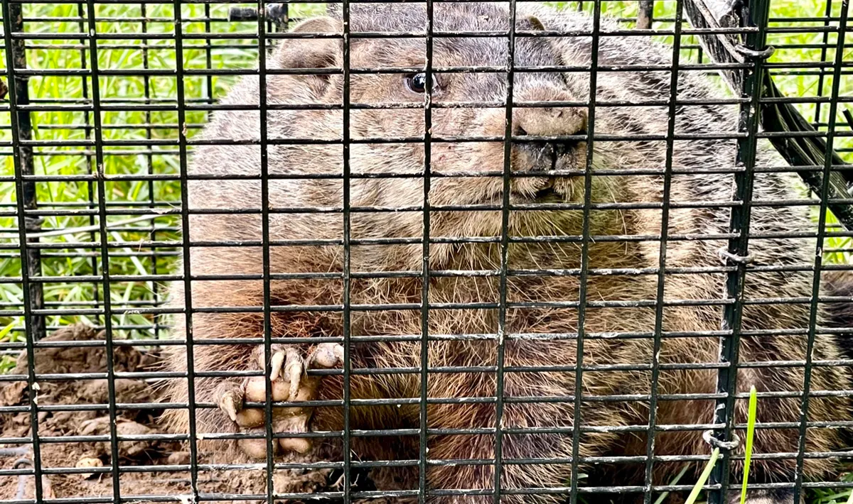 Groundhog removal New York