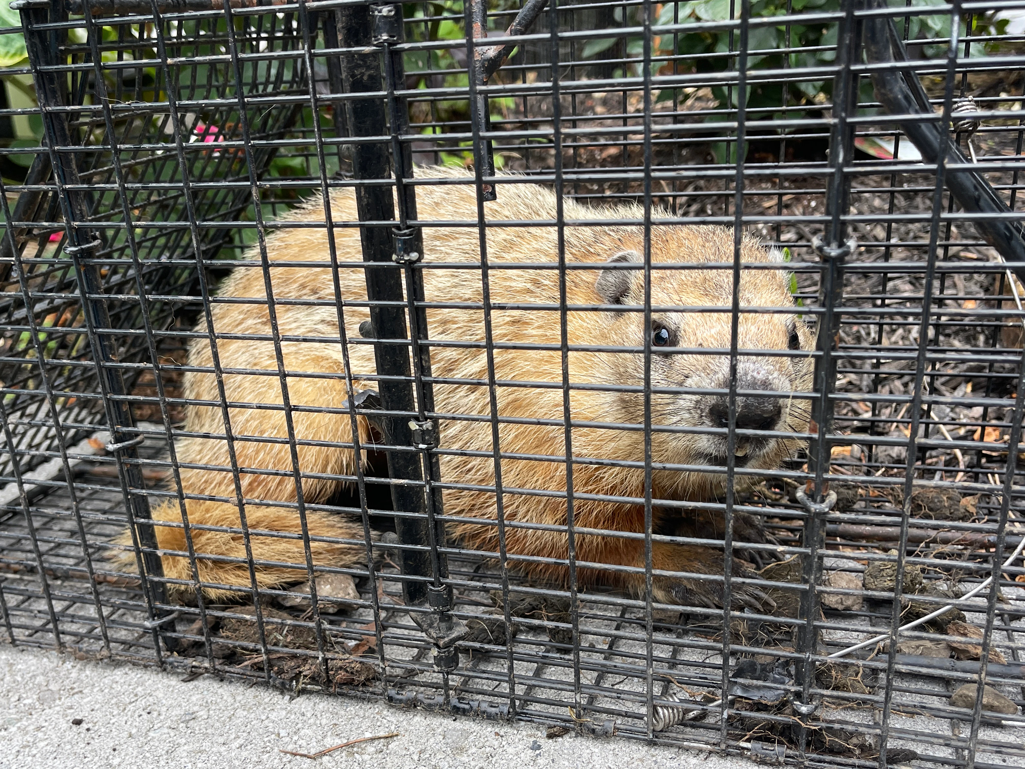 Groundhog removal service