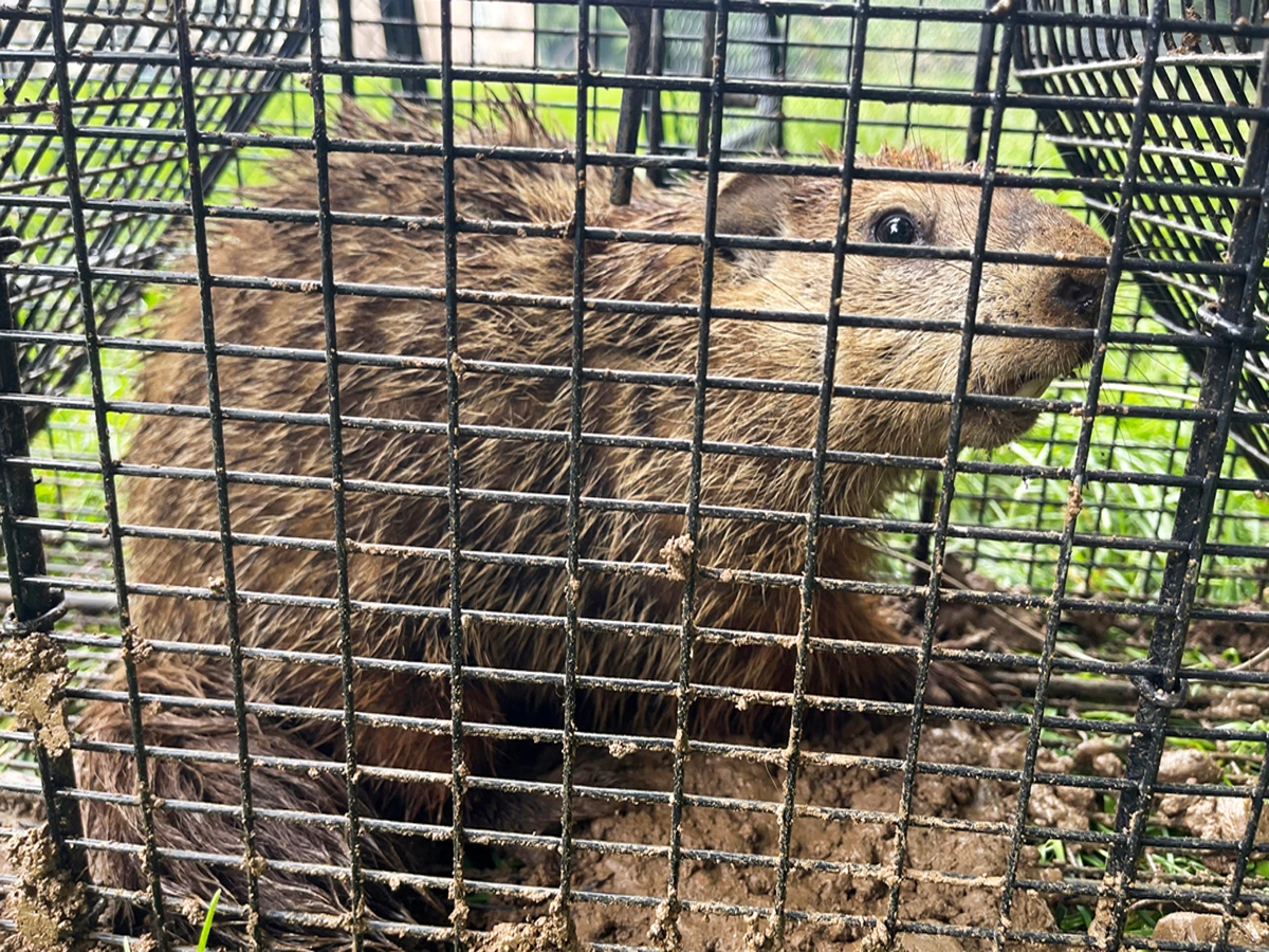 Groundhog trap humane relocation