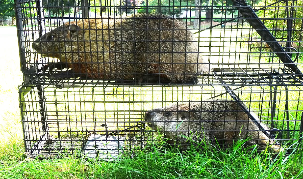 Groundhog trapper