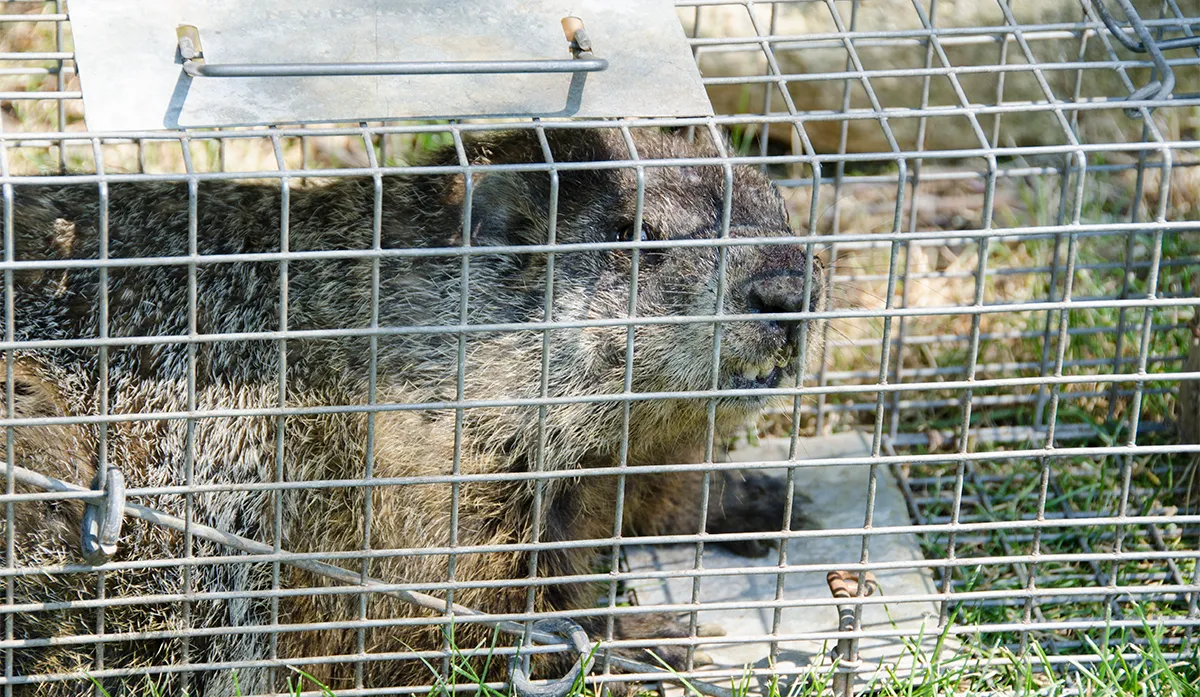 Groundhog trapping