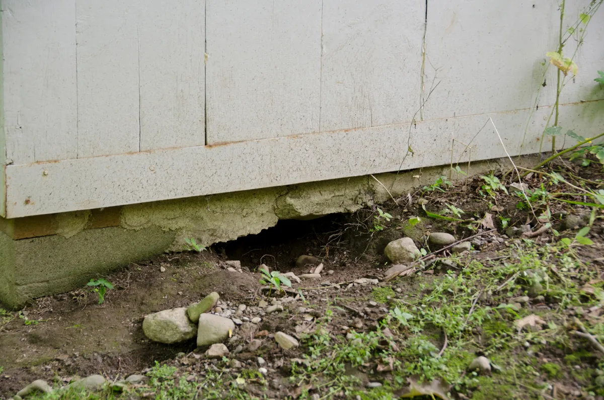 Groundhog burrow under shed