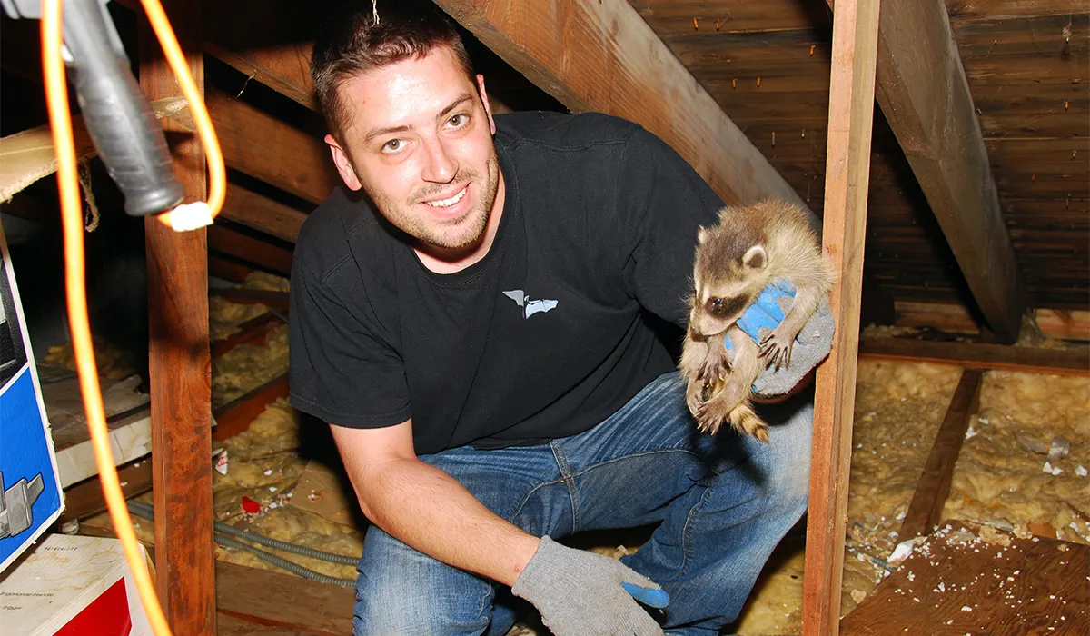 Animal removal Westchester NY NJ CT