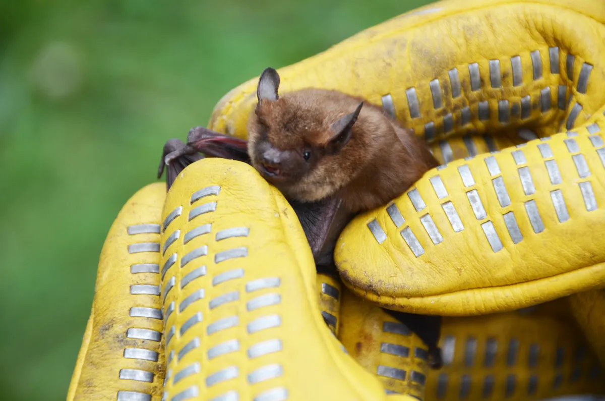 Bat removal service