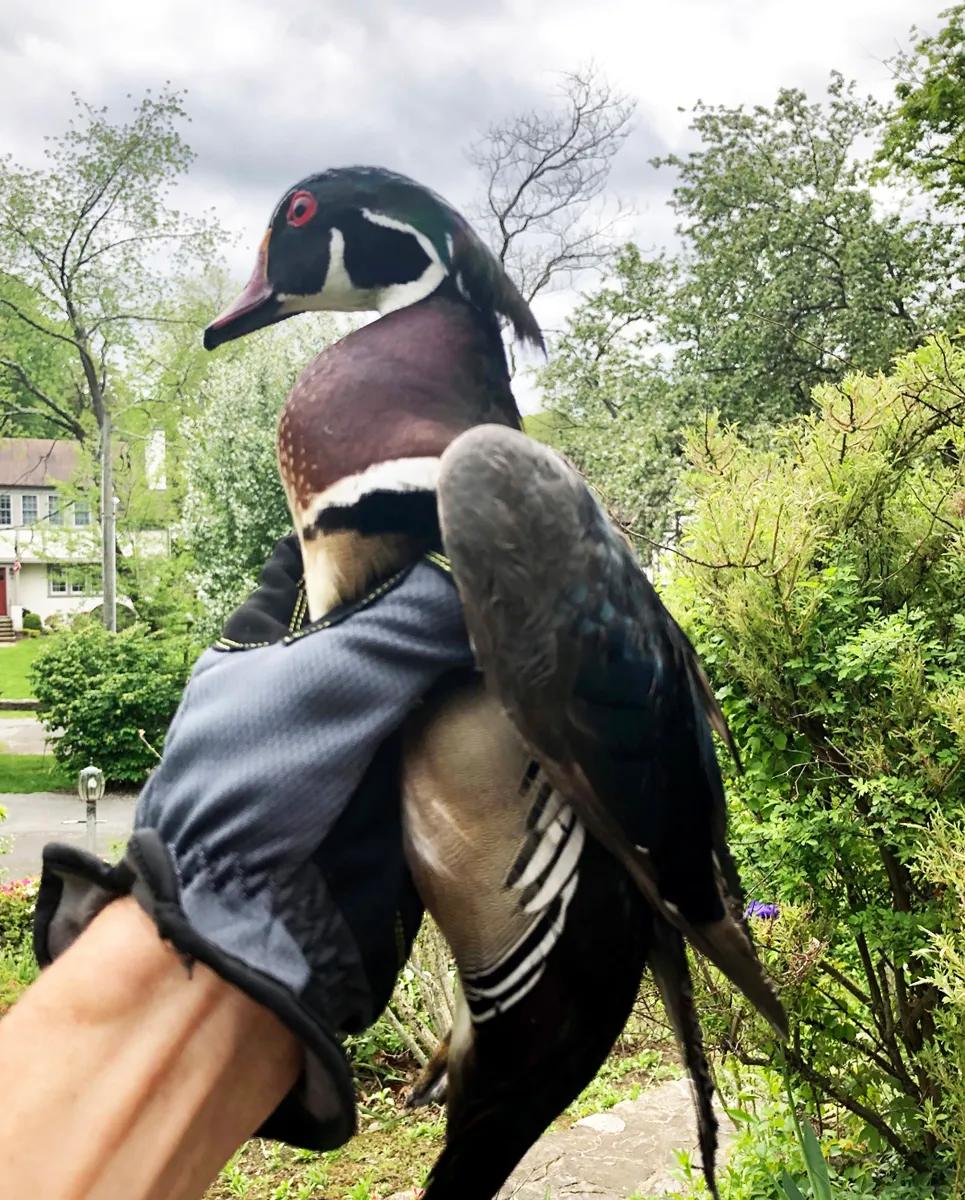 Bird removal service