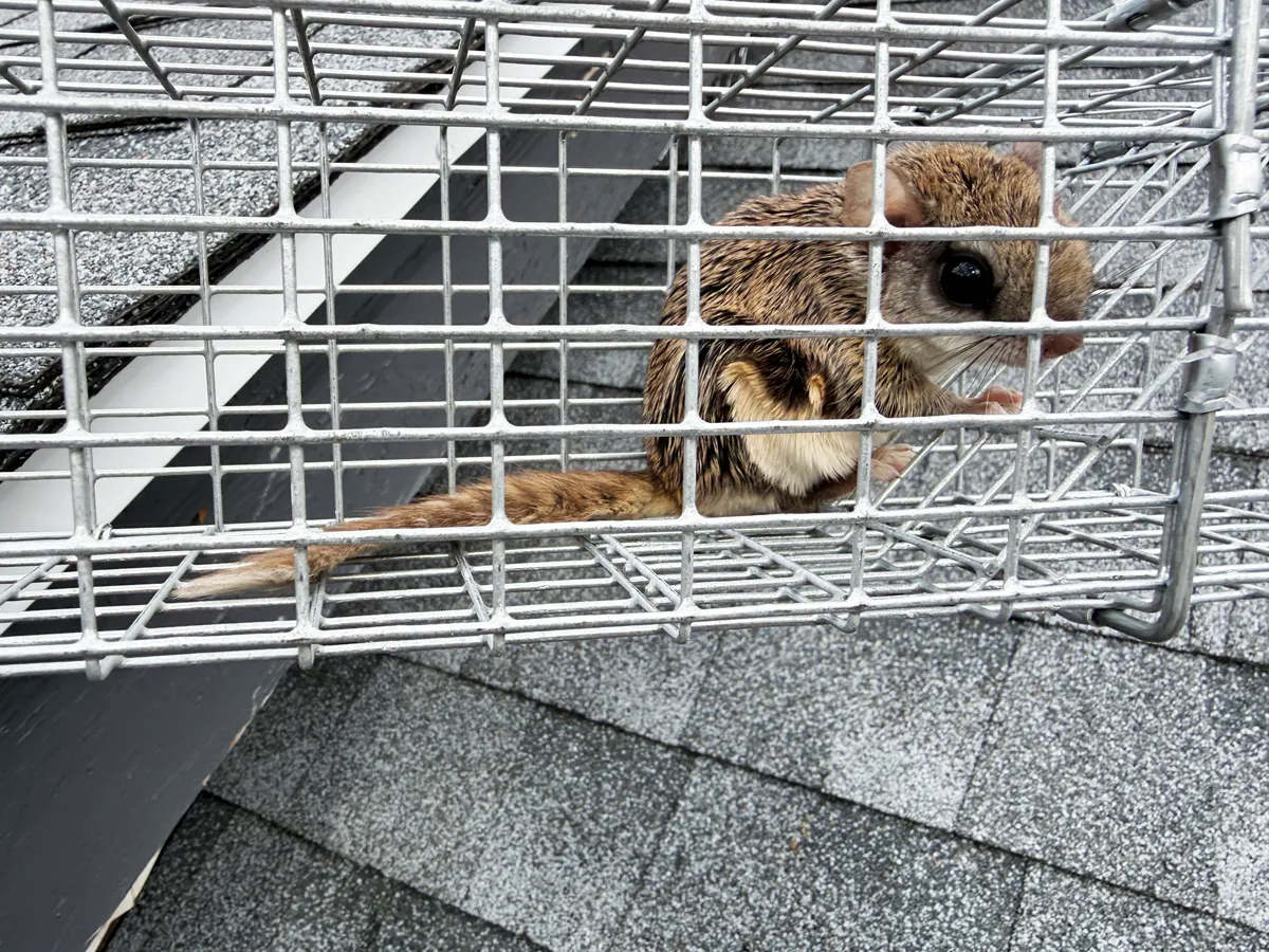 Flying squirrel removal