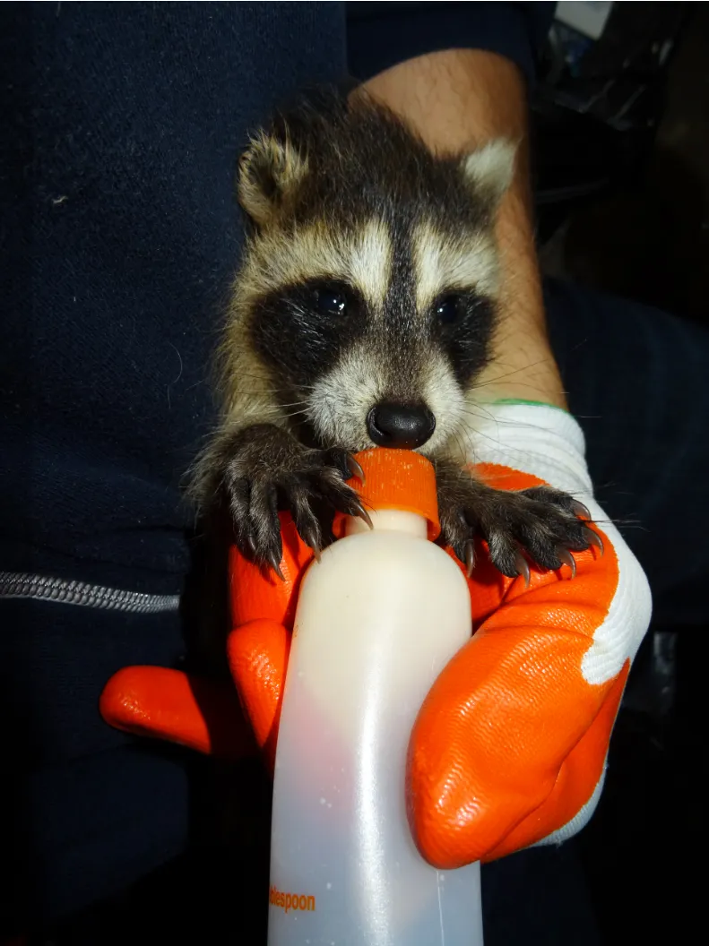 Raccoon removal service