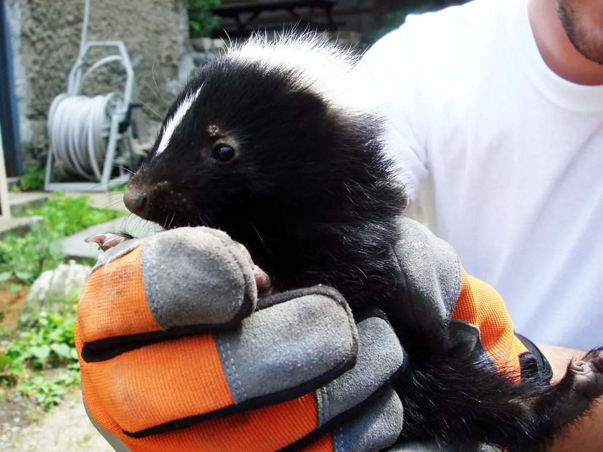 Skunk removal under deck