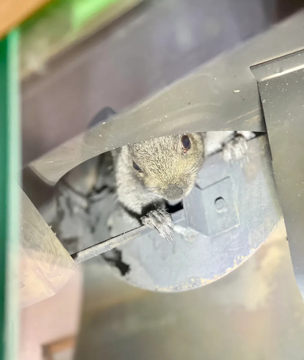 Squirrel in fireplace removal