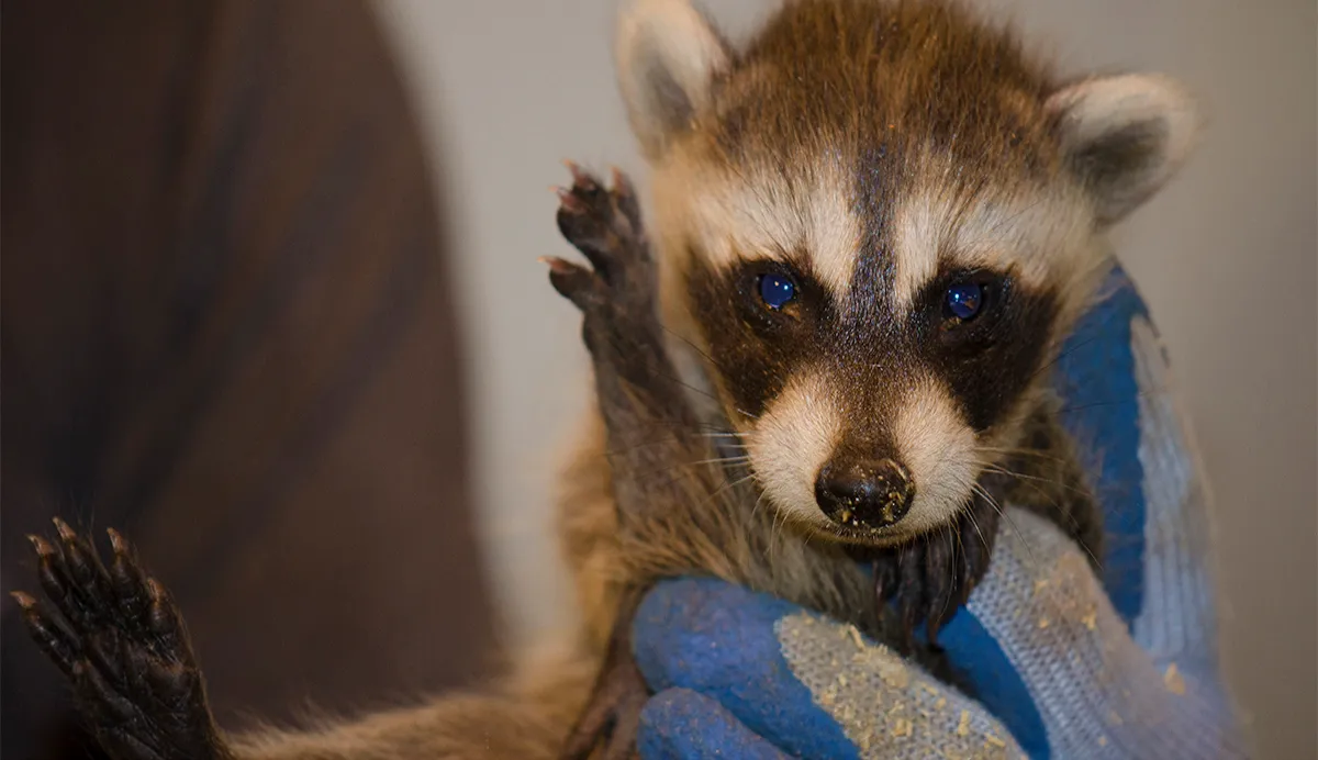 Emergency wildlife removal
