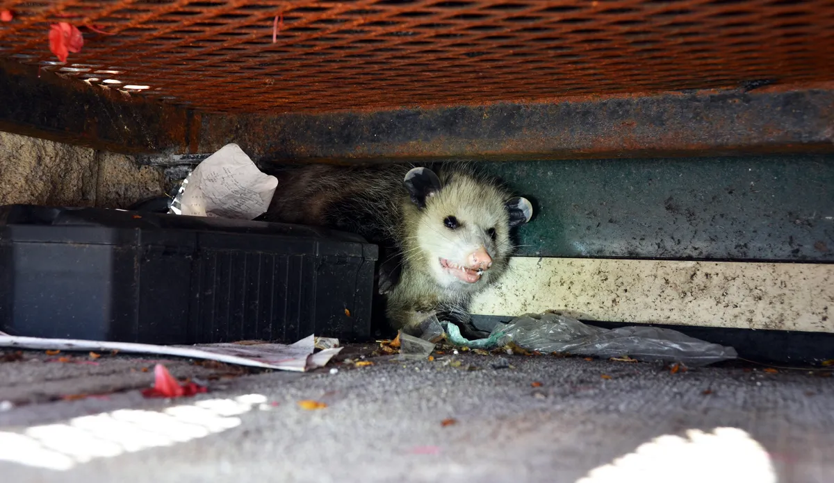 Opossum in crawl space