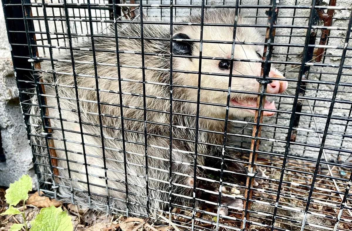Opossum in garage removal