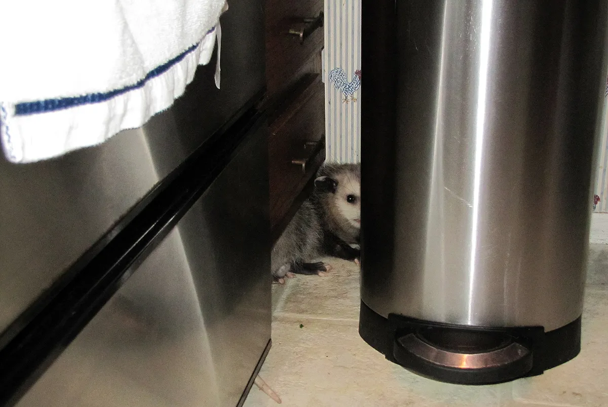 Opossum in house removal