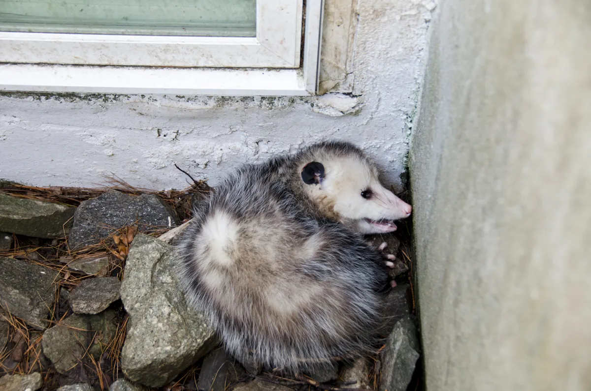 Opossum in window well
