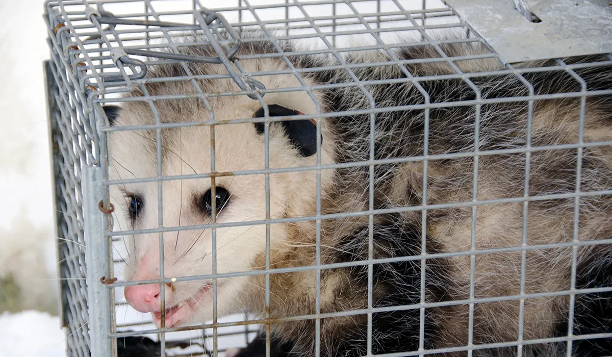 Opossum in yard on property