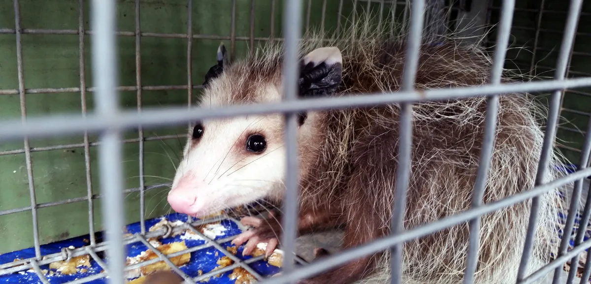 Opossum trap humane relocation