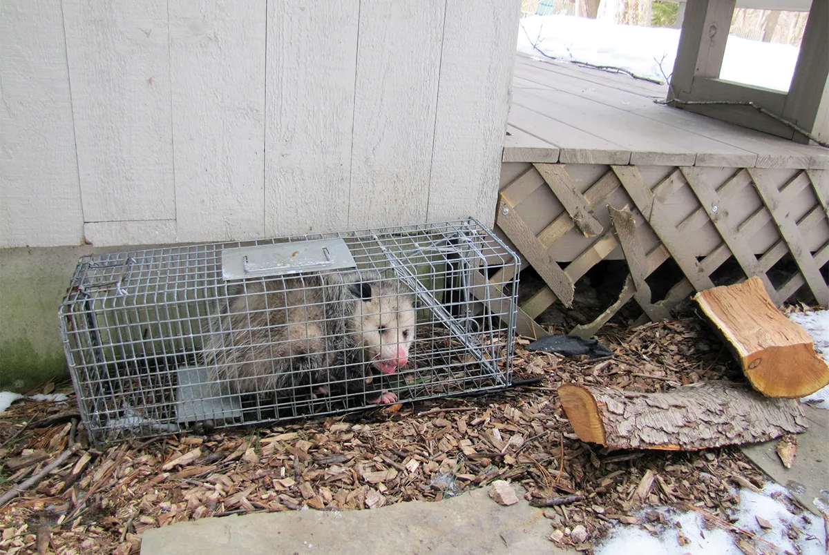 Opossum den under deck