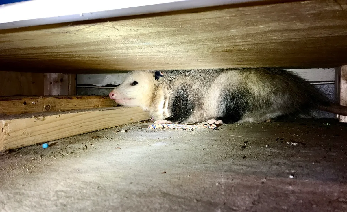 Opossum under porch removal