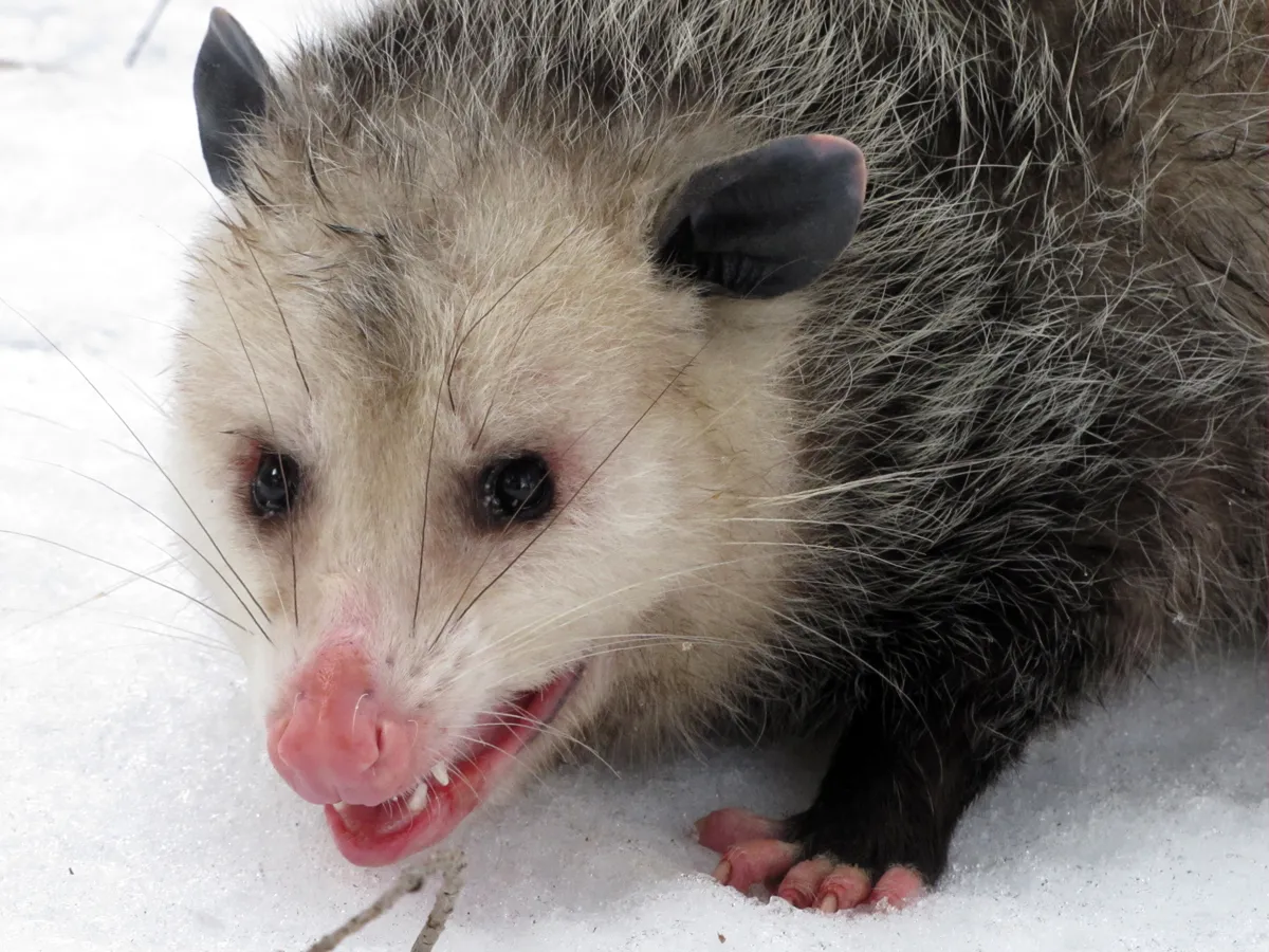 Opossum trapping in yard
