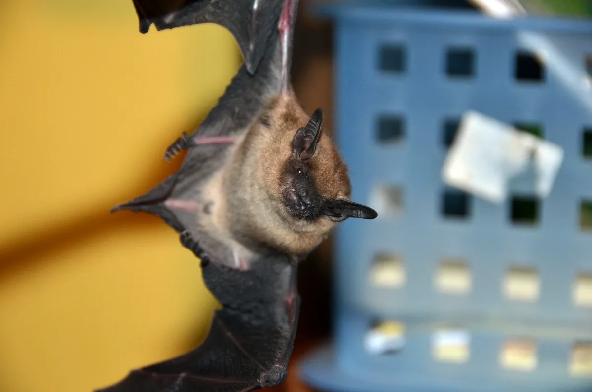 Bat removal and exclusion in Newburgh, Orange County