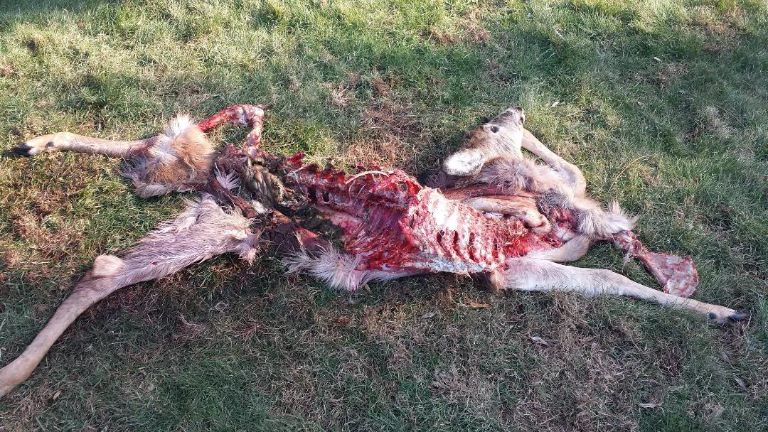 Dead deer removal in Orange County