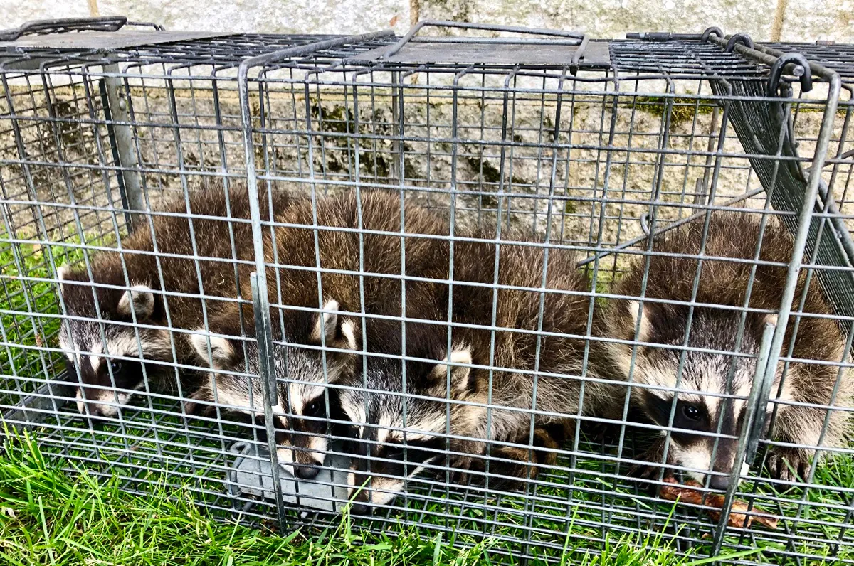 Raccoon entry sealed in Monroe, Orange County